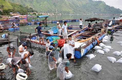 Panen Ikan Nila Danau Toba Antara Foto