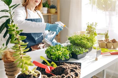 Plantas fáceis de cuidar e que se adaptam aos ambientes Ikebana Flores