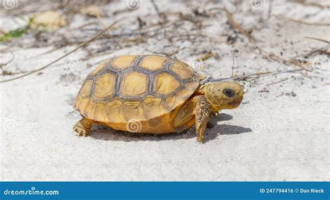 Wild Baby Gopher Tortoise Gopherus Polyphemus Walking In North