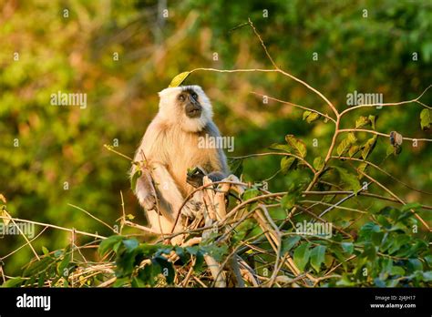 Himalayan Tarai gray langur or northern plains gray langur in natural green background with ...