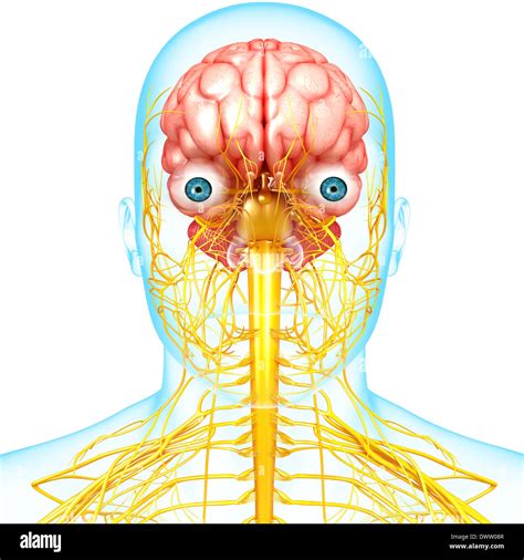 Peripheral Nervous System Hi Res Stock Photography And Images Alamy