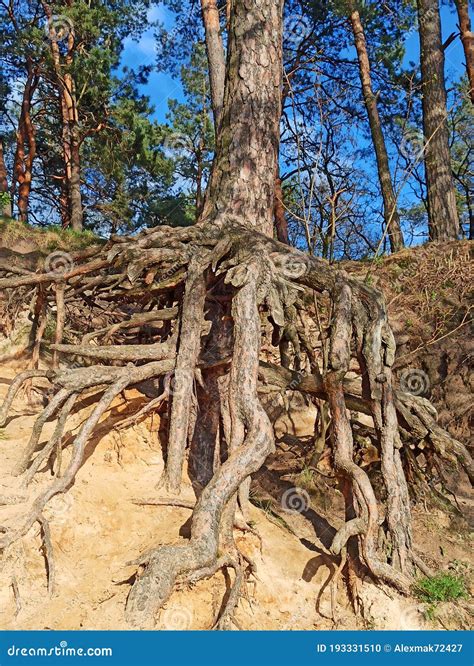 Pine Tree With Huge Roots In The Forest Stock Photo Image Of Foliage