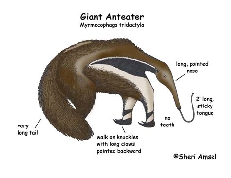 Anteater (Giant)