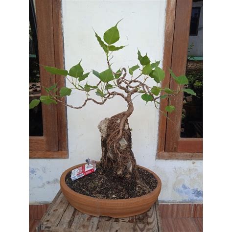 Jual Ficus Bodhi Sesuai Gambar Shopee Indonesia