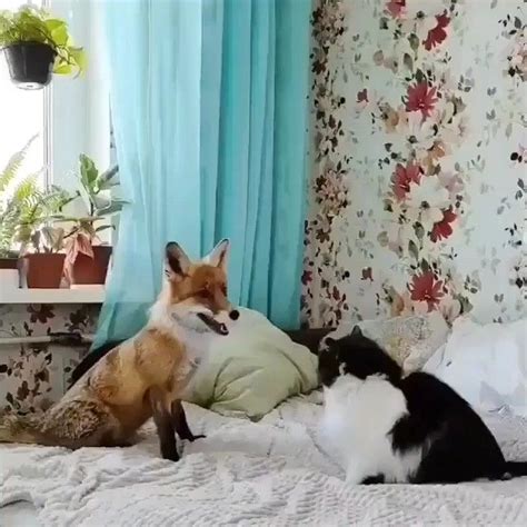 Fox Lover ♥️🦊♥️ On Instagram “double Tap For Love💓 🦊 🦊 🦊 Get Daily