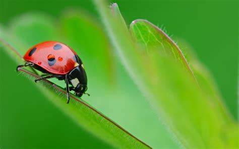 Ladybug Invasion - www.Mariemont.com - The Village Connection