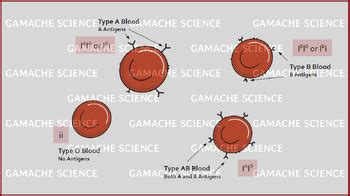 Blood Type Genetics Visual Resources by Gamache Science | TPT