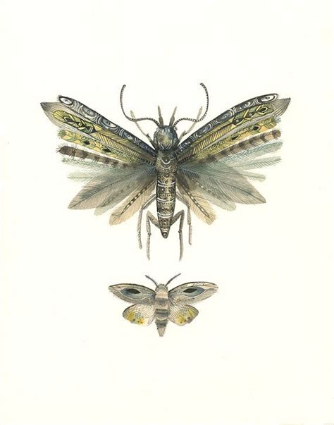 Moths No 3 Print Of Watercolor Painting By Amberalexander Watercolor