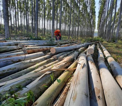 La Producci N Forestal Y El Nuevo Desaf O Para El Financiamiento A