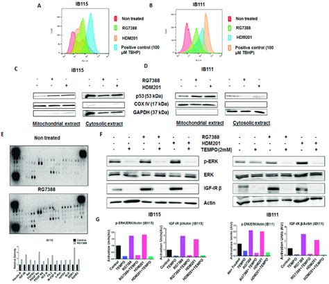 The Mitochondrial Translocation Of P53 And P53 Induced Production Of