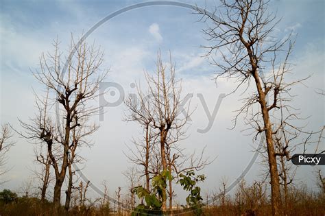 Image Of Leaf Less Trees In Forests With Sky In Background DX388215 Picxy