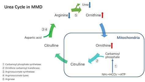 Frontiers Plasma Urea Cycle Metabolite Levels And The Risk Of