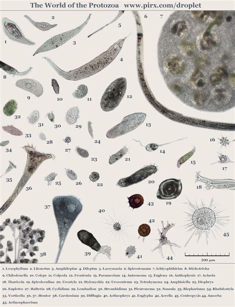 Protozoa Collage Droplet Microscopy Of The Protozoa Microscopy Medical Laboratory Science