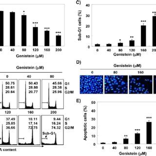 Induction Of Cell Cycle Arrest At The G M Phase And Apoptosis By