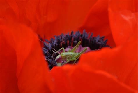 Rappel Le Concours Photo Insectes De France De Lagrion De Loise