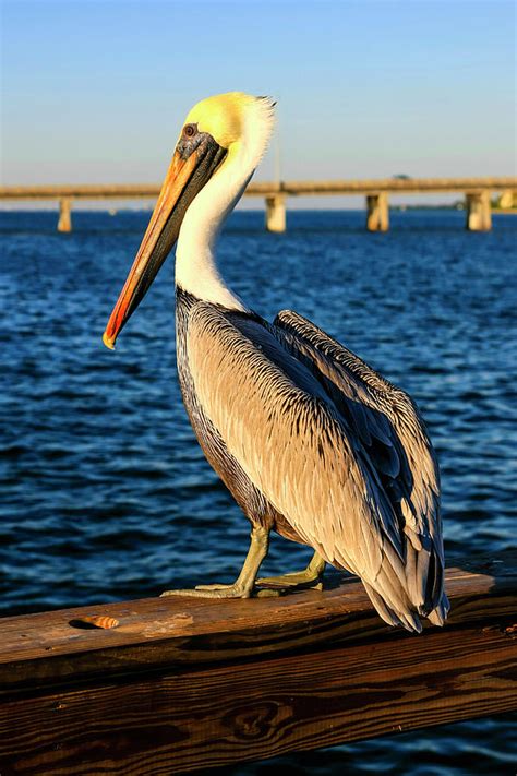 Florida Pelican Photograph By Chris Smith Fine Art America