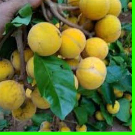 Jual Star Buah Kecapi Manis 1kg Fres Aneka Buah Buahan Segar