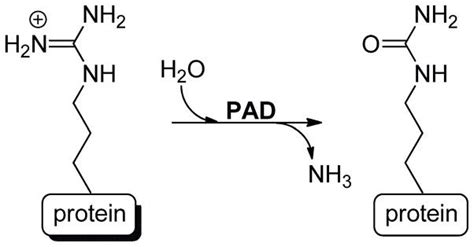 PAD Creative Enzymes