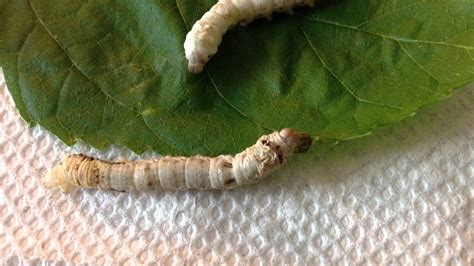 Silkworm Molting Youtube