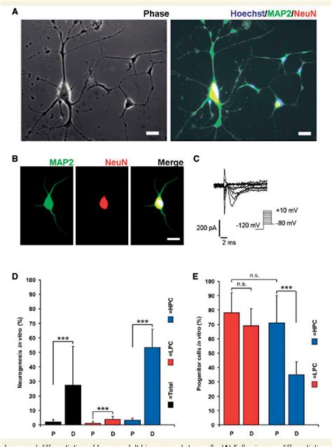 Figure 2 From Low Proliferation And Differentiation Capacities Of Adult