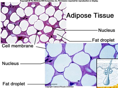 Adipose Tissue Labeled Diagram