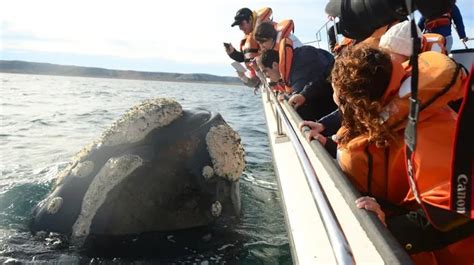 Temporada De Ballenas Y Cu Les Son Las Mejores Opciones De Avistaje En