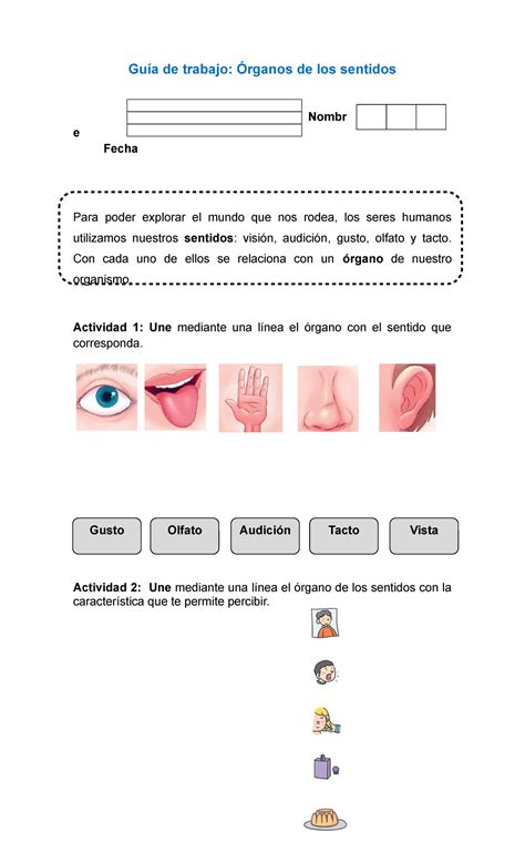 Guia de trabajo de los sentidos Guía de trabajo Órganos de los