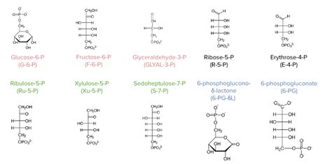 Pentose Phosphate Pathway | Concise Medical Knowledge