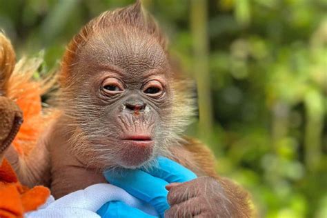 Critically Endangered Orangutan Gives Birth At California Zoo — See Her