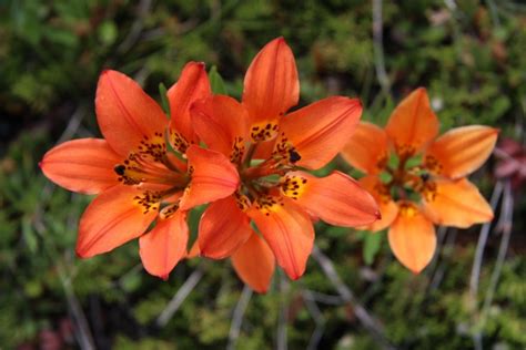 Orange Fire Lily Flower Free Stock Photo - Public Domain Pictures