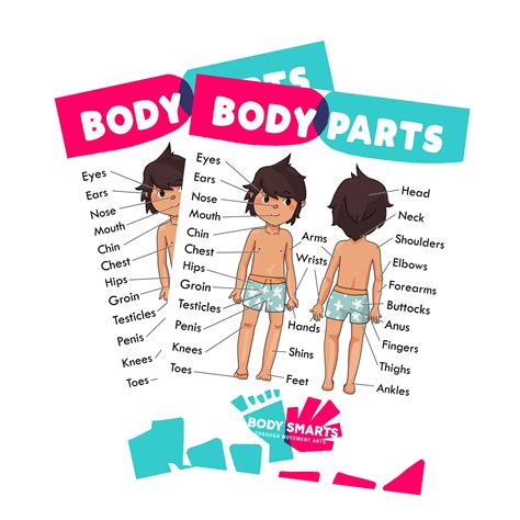 Body Parts Anatomy Sex Ed Private Parts Poster Printables Male Double Side Etsy