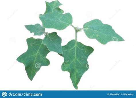 Green Leaves Nature Isolated White Background Plant Stock Image Image