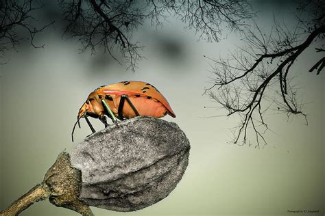 Orange stink bug 001 Photograph by Kevin Chippindall - Pixels