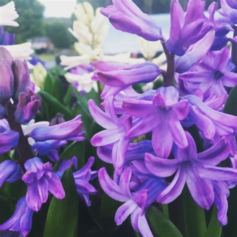 Hyacinth Purple Star