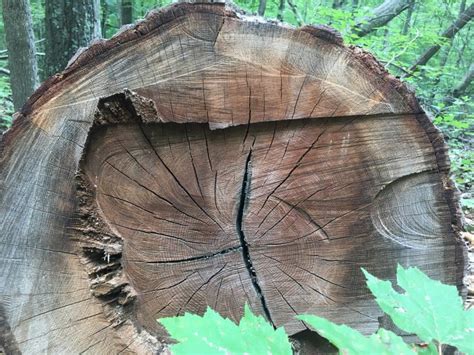 Growth Rings What Tree Removal Reveals