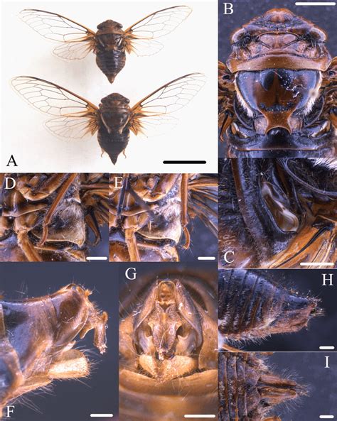 Fidicinoides Ferruginosa Sanborn Heath Sp N A Holotype Male And