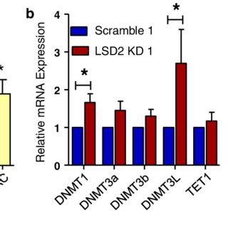 Lsd Kd Reduces Global Dna Methylation In Breast Cancer Cells Without