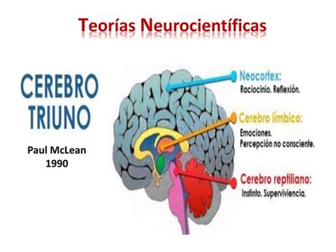 La Neurociencia Y La EducaciÓn Ppt