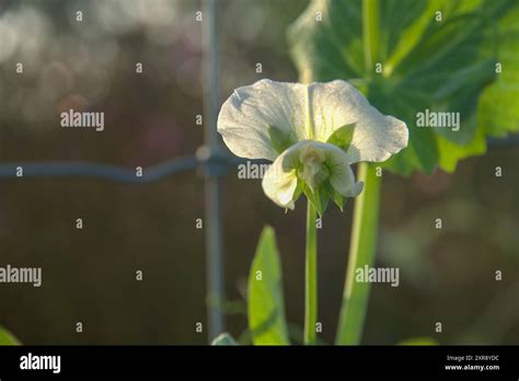 Snow Pea Flower Hi Res Stock Photography And Images Alamy