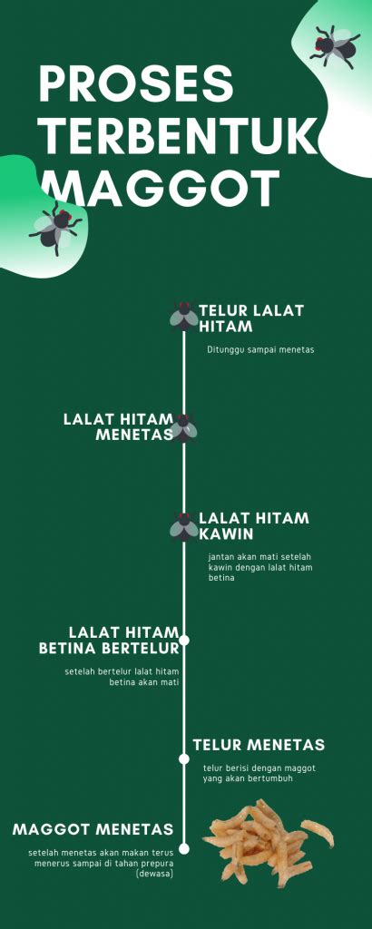 Budidaya Maggot Untuk Selamatkan Lingkungan Hidup Katolikana