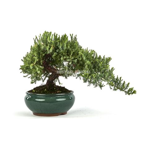 Juniperus procumbens Bonsái 17 años Enebro Mistral Bonsai