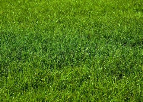 Beautiful Green Grass Texture And Can Stock Image Colourbox