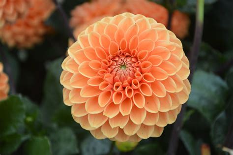 Bunga Orange Taman Parter Musim Foto Gratis Di Pixabay Pixabay