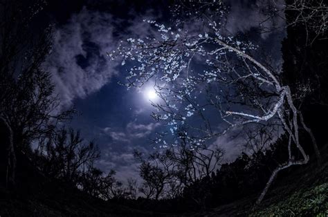 Moonlit night of plum blossoms | Today's Image | EarthSky