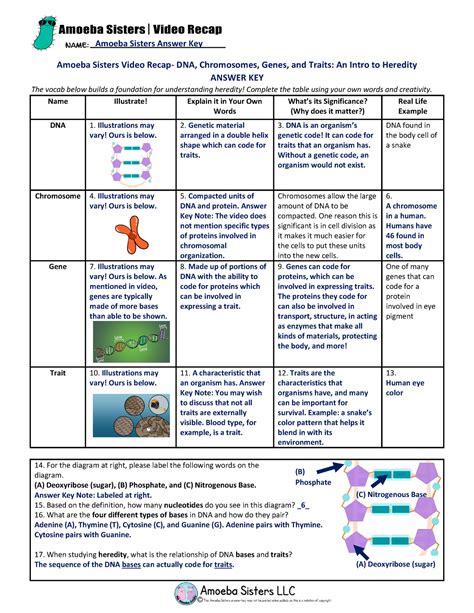 Amoeba Sisters Introduction To Cells Worksheet