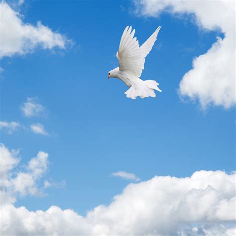 White Pigeon Flying In The Sky