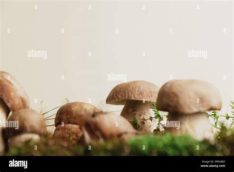 Composición con champiñones boletus edulis editables sobre musgo verde