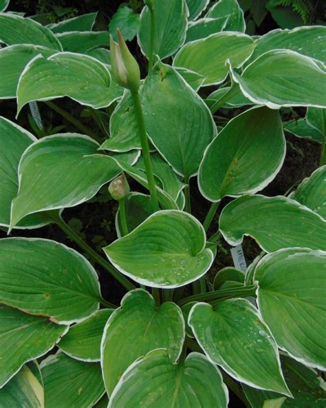 How Do You Keep Weeds Out Of Hostas World Of Garden Plants