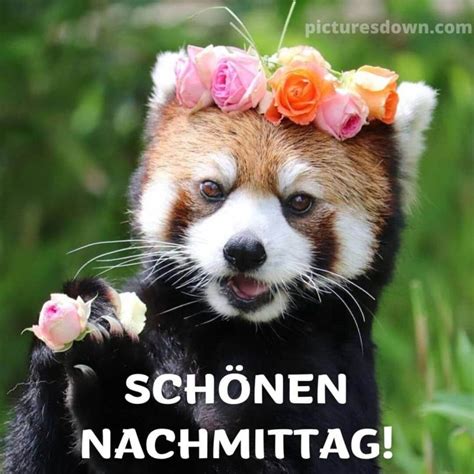 Einen schönen nachmittag bild Panda