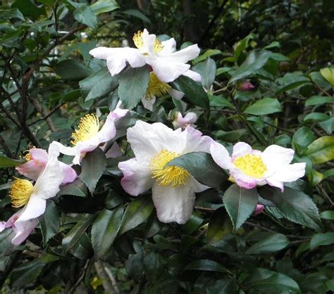 Planta de Chá Camellia sinensis como plantar